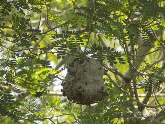 Paco's Reserva de Flora y Fauna